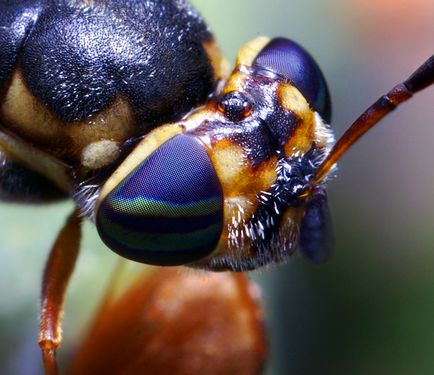 Insecte în lentila Thomas Shahana - știri în fotografii