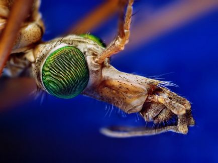 Insecte în lentila Thomas Shahana - știri în fotografii