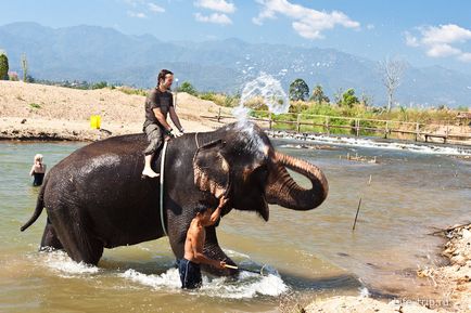 Călărim pe un elefant din Thailanda într-o acțiune