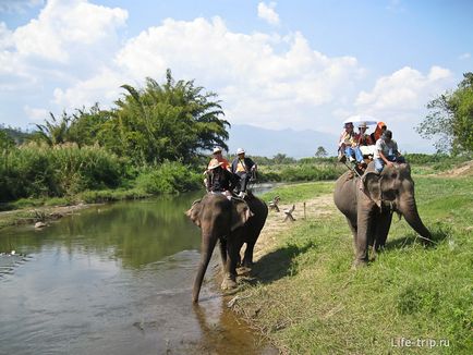 Călărim pe un elefant din Thailanda într-o acțiune