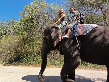 Călărim pe un elefant din Thailanda într-o acțiune