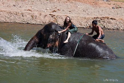 Călărim pe un elefant din Thailanda într-o acțiune