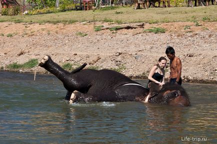 Călărim pe un elefant din Thailanda într-o acțiune