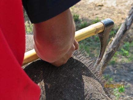 Călărim pe un elefant din Thailanda într-o acțiune