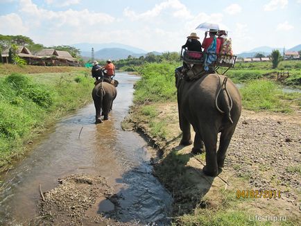 Călărim pe un elefant din Thailanda într-o acțiune