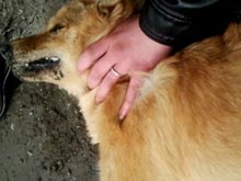 Területén a Moszkvai Állami Egyetem ismét mérgezett kutyák