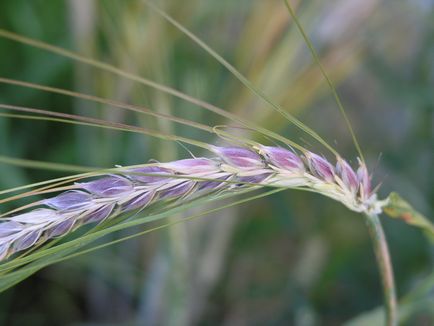 Наука в сибіру, ​​як і для чого пофарбувати пшеницю, наука в сибіру