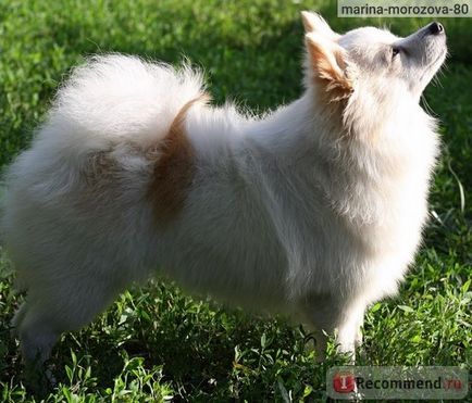 Német (Pomerániai) Spitz - „kis német Spitz a legjobb kutya egy városi lakás! „(Kutya) Német (Pomerániai) Spitz - „kis német Spitz a legjobb kutya egy városi lakás!