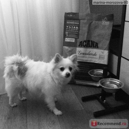 Német (Pomerániai) Spitz - „kis német Spitz a legjobb kutya egy városi lakás! „(Kutya) Német (Pomerániai) Spitz - „kis német Spitz a legjobb kutya egy városi lakás!