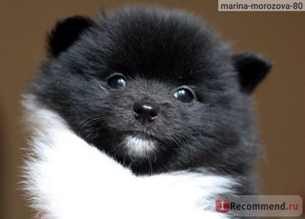Német (Pomerániai) Spitz - „kis német Spitz a legjobb kutya egy városi lakás! „(Apartments) Német (Pomerániai) Spitz - „kis német Spitz a legjobb kutya egy városi lakás!