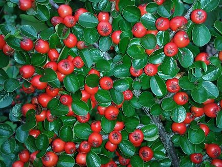 Decorare neobișnuită a grădinii dvs. - cotoneaster orizontal cu o fotografie