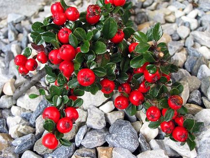 Decorare neobișnuită a grădinii dvs. - cotoneaster orizontal cu o fotografie