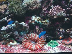 Небажані водорості в морському акваріумі