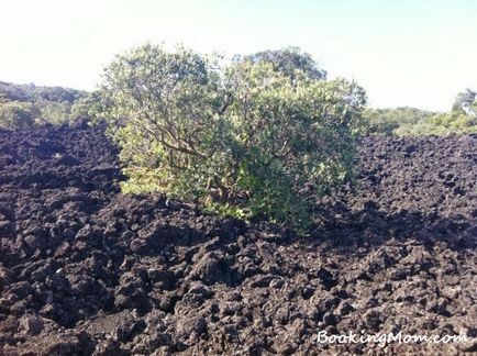 Új-Zéland, Auckland - bookingmom