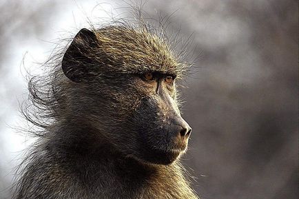 Monkey baboon