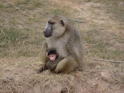 Monkey baboon