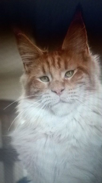 Comunicare cu Maine Coon