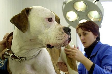 A teljes összefoglaló a leggyakoribb betegségek az emberek és a kutyák (2004)