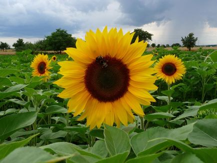 Про успіхи саратовській області у вирощуванні і переробці соняшнику розповіли уряду рф