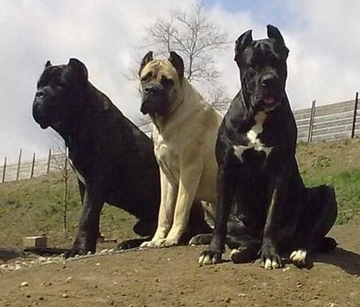 Színes Cane Corso fajta fajták, különösen összehasonlítva más fajták