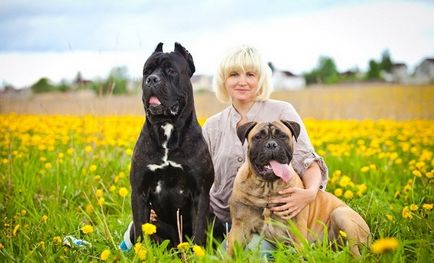 Színes Cane Corso fajta fajták, különösen összehasonlítva más fajták