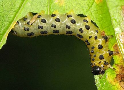 Őszi ribizli bogyók miért morzsolódik, felismerése és kezelése a betegség, a pusztítás