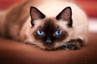 Опис сіамські кішки, для веб майстра
