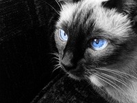 Опис сіамські кішки, для веб майстра
