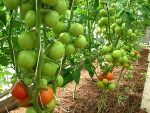 Descrierea Tomato Blagovest și a tehnologiei sale agricole