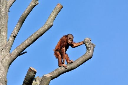 Orangutanii (lat