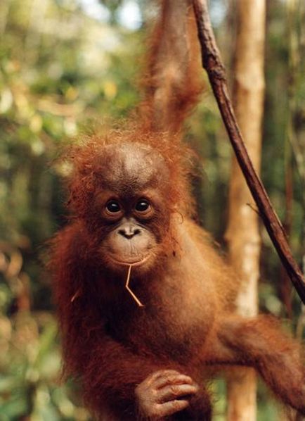 Orangutanii (lat