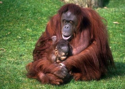 Orangutanii (lat