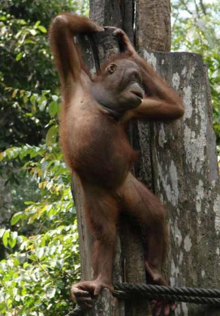 Orangutanii (lat