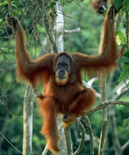 Orangutanii (lat