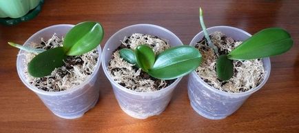 Phalaenopsis orhidee - îngrijire, transplant și reproducere acasă