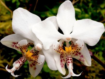 Phalaenopsis orhidee - îngrijire, transplant și reproducere acasă