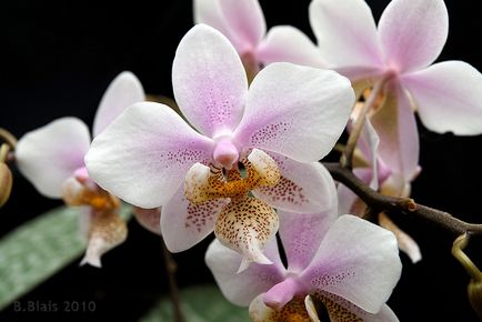 Phalaenopsis orhidee - îngrijire, transplant și reproducere acasă