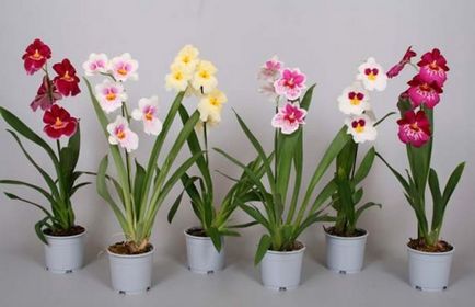 Phalaenopsis orhidee - îngrijire, transplant și reproducere acasă