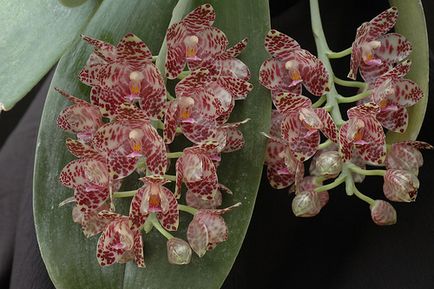 Phalaenopsis orhidee - îngrijire, transplant și reproducere acasă