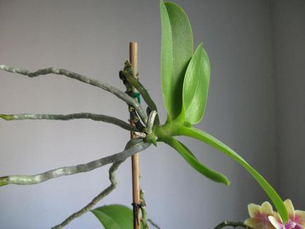 Phalaenopsis orhidee - îngrijire, transplant și reproducere acasă