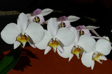 Phalaenopsis orhidee - îngrijire, transplant și reproducere acasă