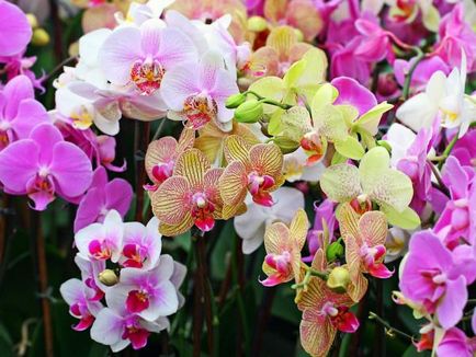 Orhidee după reguli de înflorire de tăiere și îngrijire