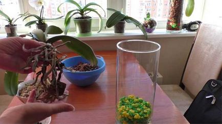 Orhidee într-un vas de sticlă și balon cum să mențină și să mențină