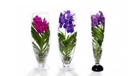 Orchidea egy vázában lombikba, és tartalmazza mind ellátás és