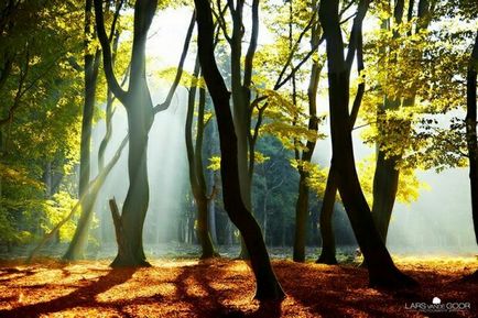 Pădurea de toamnă