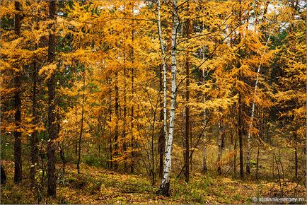 Pădurea de toamnă din rezervația Prioksko-Terrasny