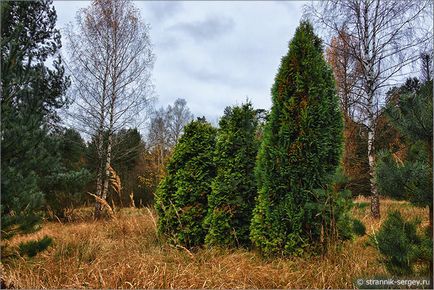 Őszi erdő a Oka-teraszos park