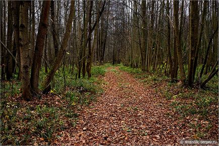 Pădurea de toamnă din rezervația Prioksko-Terrasny