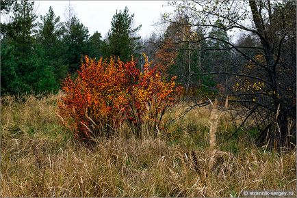 Pădurea de toamnă din rezervația Prioksko-Terrasny