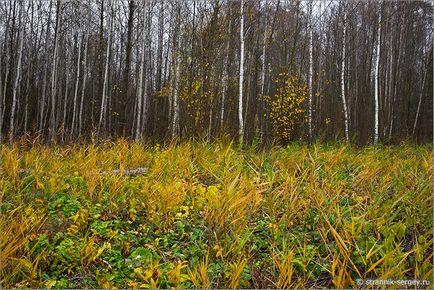 Pădurea de toamnă din rezervația Prioksko-Terrasny